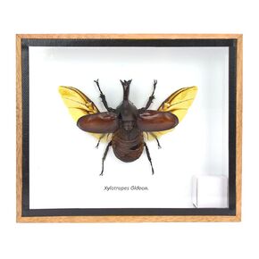 Real THAILAND'S Fighting Beetles/Rhinoceros Beetle/XYLOTRUPES Gideon Insect Taxidermy Set in Shadow Box / 3D Wooden Frame (Black Wooden Box)