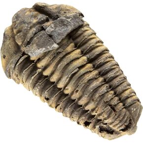 KALIFANO Authentic Large Arthropod Calymene Trilobite Fossil from Morocco - Marine Trilobita/Calymene for Fossil Collections and Education Purposes (Information Card Included)