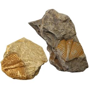 2Pcs Real Trilobite Fossil Come from Western Hunan of China 450 Million Years ago