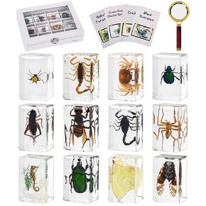 12 Pcs Insect in Resin Specimen Bugs Discovery Kit Collection Paperweights for Kids, Scientific Educational Insects with Information Cards