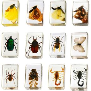 12 Pcs Insect in Resin Collection - Educational Bugs Specimen Set for Kids, Perfect for Preschool, Classroom Science, and Home Displays