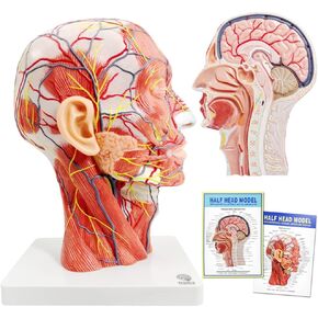 EVOTECH Human Half Head Superficial Neurovascular Model with Musculature, Life Size Anatomical Head Model Skull and Brain for Medical Teaching Learning, Kids Learning Education Display Tool in Kuwait