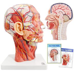 EVOTECH Human Half Head Superficial Neurovascular Model with Musculature, Life Size Anatomical Head Model Skull and Brain for Medical Teaching Learning, Kids Learning Education Display Tool