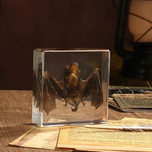 Taxidermy Bat, Real Bat Specimens Animal Specimen in Resin for Science Classroom Science Education, Great Gift for Fans of Taxidermy, Animal Skull, Oddities, Biology(3 x 3 x 1 inch) in Kuwait
