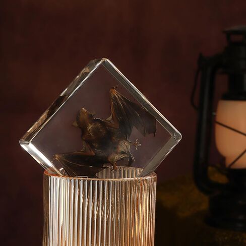 Taxidermy Bat, Real Bat Specimens Animal Specimen in Resin for Science Classroom Science Education, Great Gift for Fans of Taxidermy, Animal Skull, Oddities, Biology(3 x 3 x 1 inch) in Kuwait