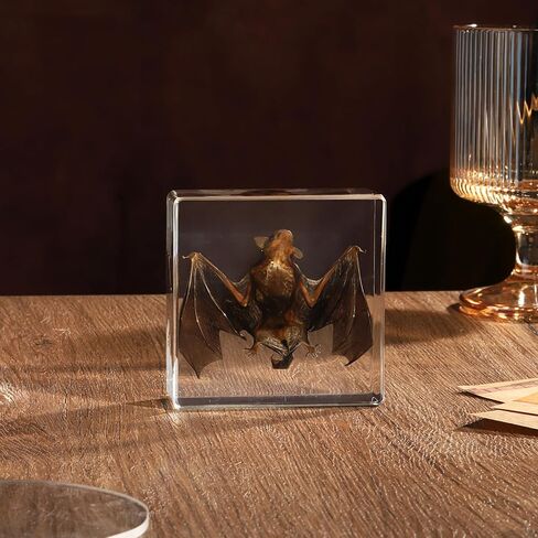 Taxidermy Bat, Real Bat Specimens Animal Specimen in Resin for Science Classroom Science Education, Great Gift for Fans of Taxidermy, Animal Skull, Oddities, Biology(3 x 3 x 1 inch) in Kuwait