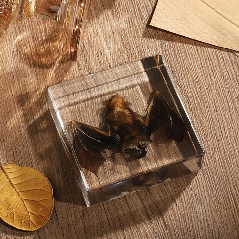 Taxidermy Bat, Real Bat Specimens Animal Specimen in Resin for Science Classroom Science Education, Great Gift for Fans of Taxidermy, Animal Skull, Oddities, Biology(3 x 3 x 1 inch) in Kuwait
