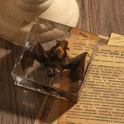 Taxidermy Bat, Real Bat Specimens Animal Specimen in Resin for Science Classroom Science Education, Great Gift for Fans of Taxidermy, Animal Skull, Oddities, Biology(3 x 3 x 1 inch) in Kuwait