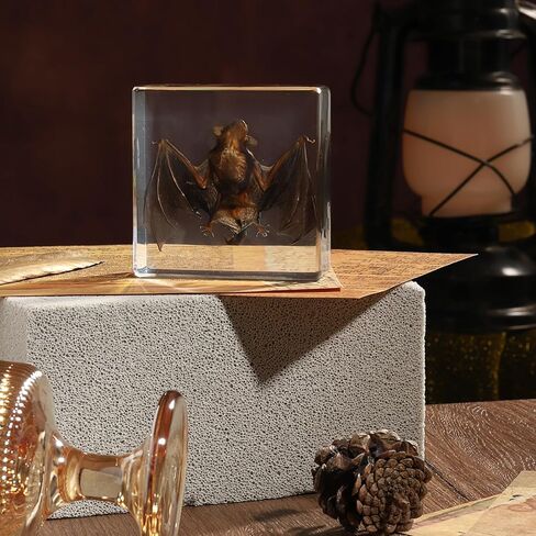 Taxidermy Bat, Real Bat Specimens Animal Specimen in Resin for Science Classroom Science Education, Great Gift for Fans of Taxidermy, Animal Skull, Oddities, Biology(3 x 3 x 1 inch) in Kuwait