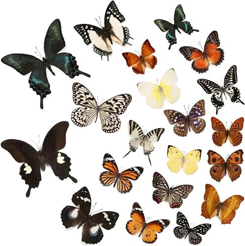 12 Pcs Real Butterfly Specimen - Taxidermy Butterfly DIY Creative Production, Taxidermy Animals for Framed Butterfly Shadow Box (Random) in Saudi Arabia