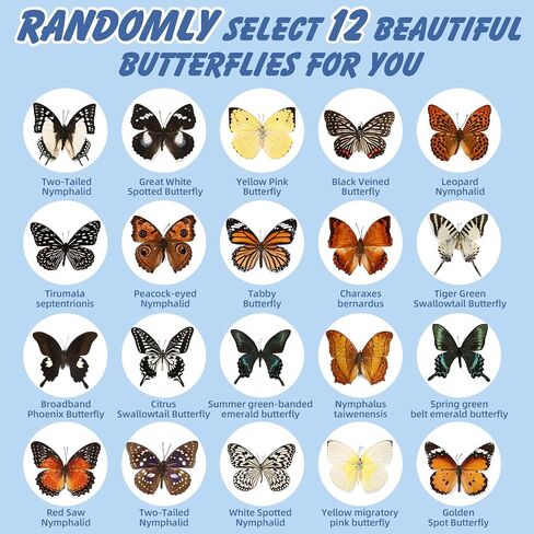 12 Pcs Real Butterfly Specimen - Taxidermy Butterfly DIY Creative Production, Taxidermy Animals for Framed Butterfly Shadow Box (Random) in Saudi Arabia