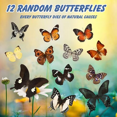 12 Pcs Real Butterfly Specimen - Taxidermy Butterfly DIY Creative Production, Taxidermy Animals for Framed Butterfly Shadow Box (Random) in Saudi Arabia
