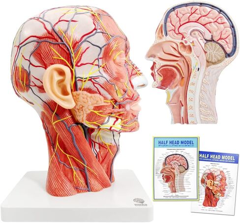 EVOTECH Human Half Head Superficial Neurovascular Model with Musculature, Life Size Anatomical Head Model Skull and Brain for Medical Teaching Learning, Kids Learning Education Display Tool in Saudi Arabia