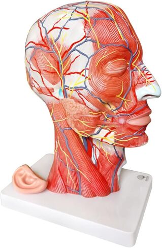 EVOTECH Human Half Head Superficial Neurovascular Model with Musculature, Life Size Anatomical Head Model Skull and Brain for Medical Teaching Learning, Kids Learning Education Display Tool in Saudi Arabia