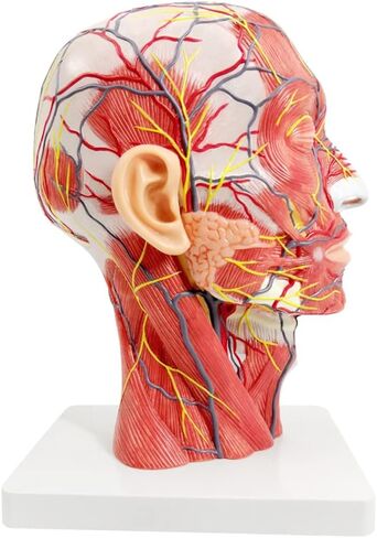 EVOTECH Human Half Head Superficial Neurovascular Model with Musculature, Life Size Anatomical Head Model Skull and Brain for Medical Teaching Learning, Kids Learning Education Display Tool in Saudi Arabia