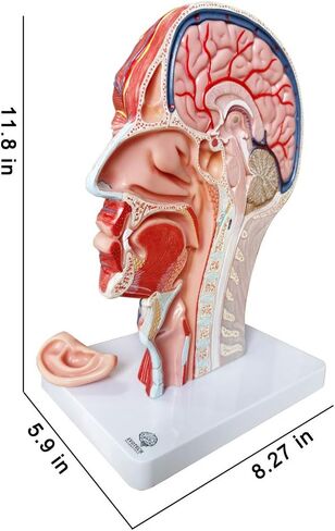 EVOTECH Human Half Head Superficial Neurovascular Model with Musculature, Life Size Anatomical Head Model Skull and Brain for Medical Teaching Learning, Kids Learning Education Display Tool in Saudi Arabia