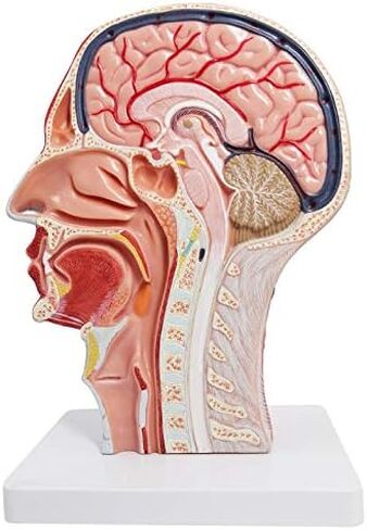 EVOTECH Human Half Head Superficial Neurovascular Model with Musculature, Life Size Anatomical Head Model Skull and Brain for Medical Teaching Learning, Kids Learning Education Display Tool in Saudi Arabia