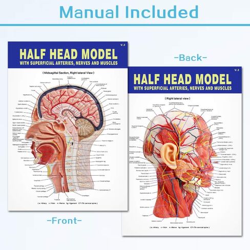 EVOTECH Human Half Head Superficial Neurovascular Model with Musculature, Life Size Anatomical Head Model Skull and Brain for Medical Teaching Learning, Kids Learning Education Display Tool in Saudi Arabia