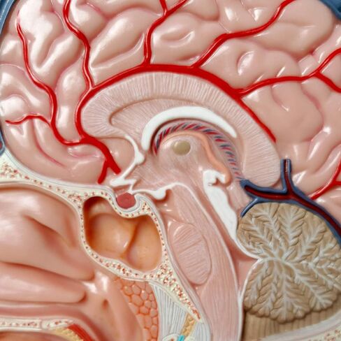 EVOTECH Human Half Head Superficial Neurovascular Model with Musculature, Life Size Anatomical Head Model Skull and Brain for Medical Teaching Learning, Kids Learning Education Display Tool in Saudi Arabia