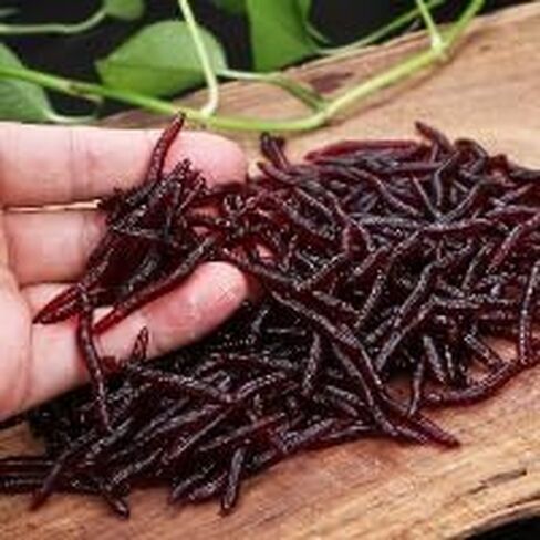 100pc سحر الصيد الناعم المعطر - طعم دودة حمراء واقعية ، 100 ٪ in Saudi Arabia