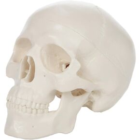 Axis Scientific 3.5" Miniature Skull Model, 3-Part Skull Anatomy Model, Realistic Anatomical Skull Model for Study, Includes Full-Color Detailed Product Manual