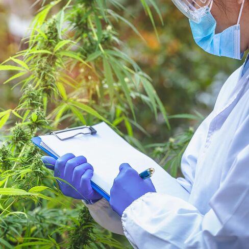 500 عبوة من قفازات ترونيكس للفحص باللون البنفسجي والأزرق النتريل، قفازات طبية للاستعمال مرة واحدة، قفازات للفحص الكيميائي، خالية من البودرة (متوسطة) in Kuwait