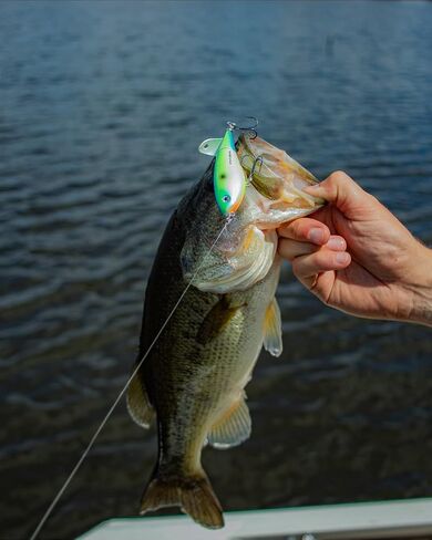 HEDDON SPIN'N صورة in Saudi Arabia