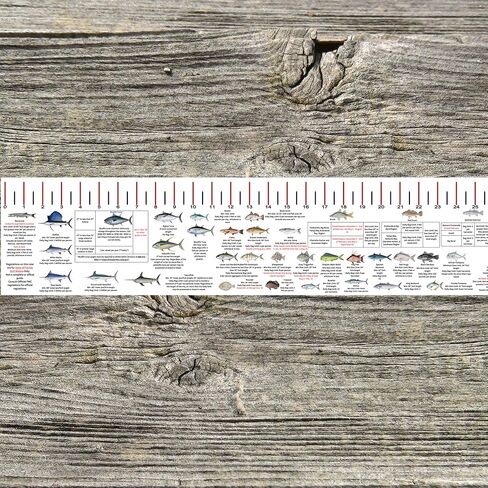 Generic Florida Gulf Coast Fishing Regulations and Fish ID Fish Ruler Decal - Updated Regularly as New Regulations Take Effect in Saudi Arabia