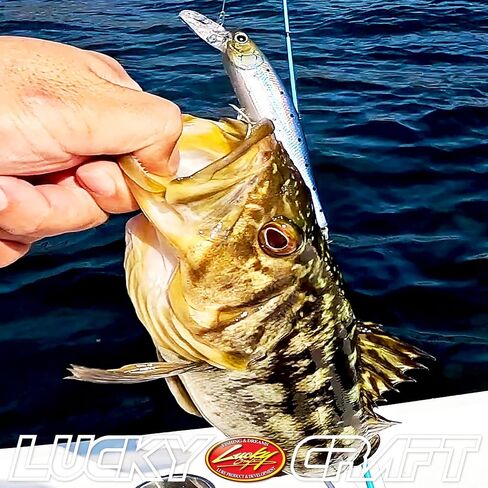 Lucky Craft Pointer 100dd-S ، سحر الصيد في المياه المالحة ، Jerkbait ، Halibut ، تصفح باس ، كاليكو باس ، قاس أبيض ، باس مخطط ، غرق ، معدات الصيد ، ملحقات الصيد ، صيد الأسماك in Saudi Arabia