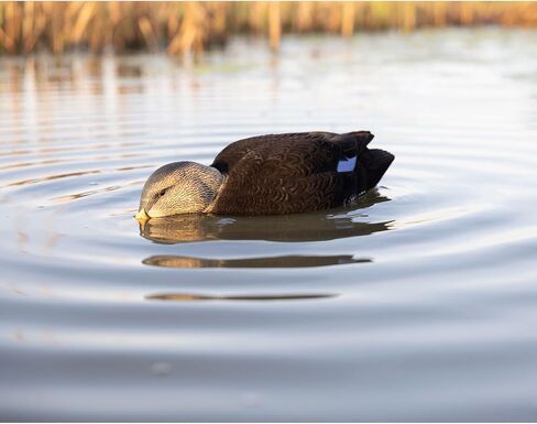 Avian-X AVX-PSH-PNSF: Power Shaker/Pintail Surface Feeder in Kuwait