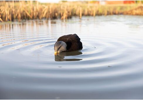 Avian-X AVX-PSH-PNSF: Power Shaker/Pintail Surface Feeder in Kuwait