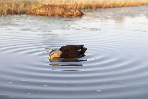 Avian-X AVX-PSH-PNSF: Power Shaker/Pintail Surface Feeder in Kuwait