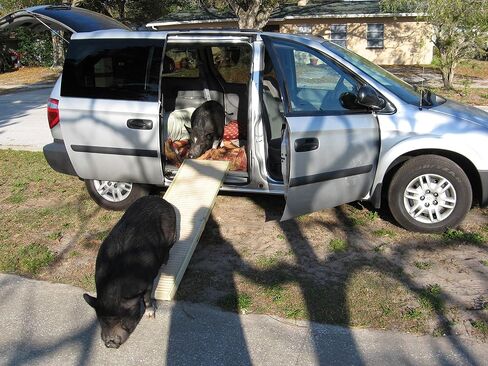 Original PetSTEP folding pet ramp - Graphite in Saudi Arabia