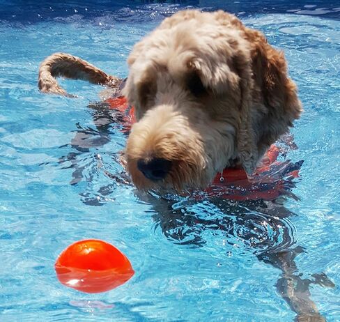 Ruff Dawg Ball Dog Toy Regular, Medium in Kuwait