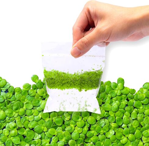SubstrateSource Red Root Floater Phyllanthus Fluitans - Live Floating Plants for Aquarium, Fish Tanks, Natural Aquatic Decorations and Cover (3-4 Plants) in Kuwait