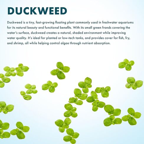 SubstrateSource Red Root Floater Phyllanthus Fluitans - Live Floating Plants for Aquarium, Fish Tanks, Natural Aquatic Decorations and Cover (3-4 Plants) in Kuwait