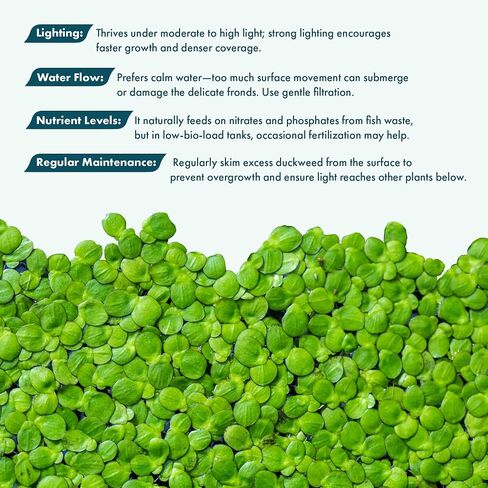 SubstrateSource Red Root Floater Phyllanthus Fluitans - Live Floating Plants for Aquarium, Fish Tanks, Natural Aquatic Decorations and Cover (3-4 Plants) in Kuwait