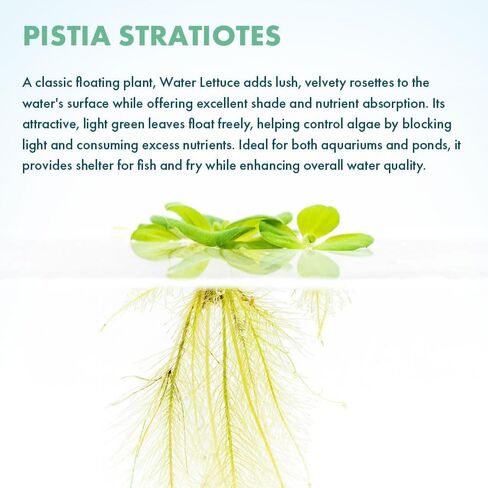 SubstrateSource Red Root Floater Phyllanthus Fluitans - نباتات عائمة حية لأحواض السمك وخزانات الأسماك والديكورات المائية الطبيعية والغطاء (3-4 نباتات) in Kuwait
