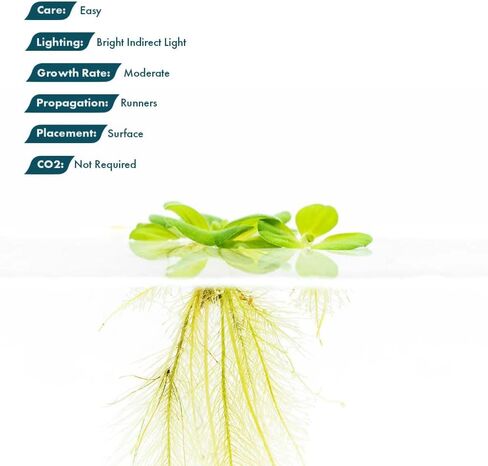 SubstrateSource Red Root Floater Phyllanthus Fluitans - نباتات عائمة حية لأحواض السمك وخزانات الأسماك والديكورات المائية الطبيعية والغطاء (3-4 نباتات) in Kuwait