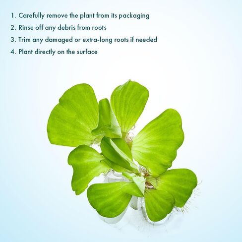 SubstrateSource Red Root Floater Phyllanthus Fluitans - نباتات عائمة حية لأحواض السمك وخزانات الأسماك والديكورات المائية الطبيعية والغطاء (3-4 نباتات) in Kuwait