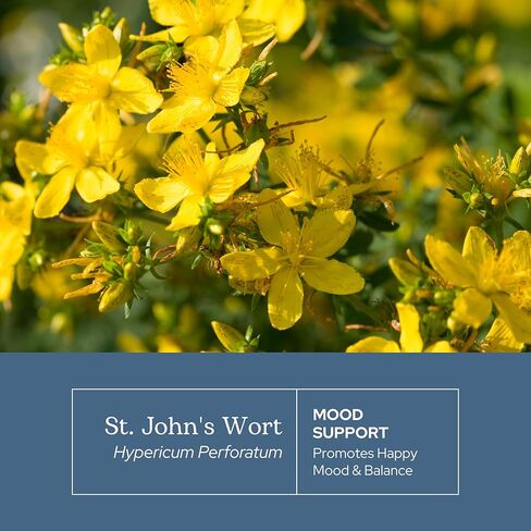 ECLECTIC INSTITUTE Raw Fresh Freeze-Dried Non-GMO St. John's Wort | 120 CT (300 mg) in Kuwait