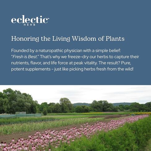 ECLECTIC INSTITUTE Raw Fresh Freeze-Dried Non-GMO St. John's Wort | 120 CT (300 mg) in Kuwait