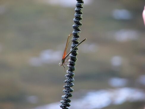 صنع في الولايات المتحدة الأمريكية مقود مجداف كاياك/مقود تروس مع إيقاف الحبل (OD أخضر) in Kuwait