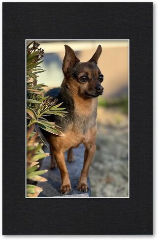11x17 Matting for 8x12 Photograph or Artwork 4-Ply Bevel Cut Acid Free Matboard for Picture framing (Maroon Burgundy) in Saudi Arabia
