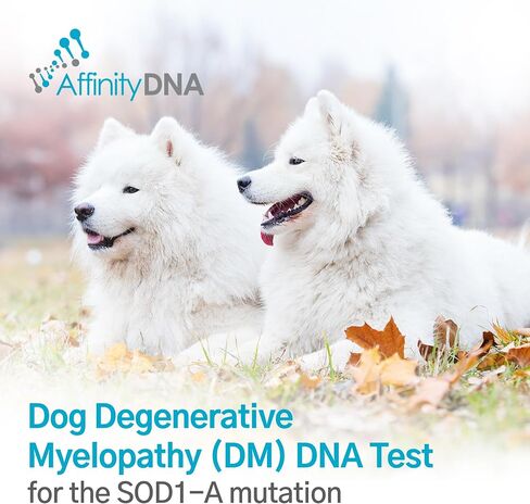 AffinityDNA اختبار الحمض النووي للاعتلال النخاعي التنكسي للكلاب (DM) | مجموعة أدوات جمع العينات المنزلية لكلب واحد | اختبار الجرو DM | النتائج خلال 7 أيام عمل | مجموعة كاملة بدون أي رسوم إضافية in Kuwait