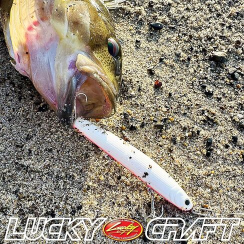 Lucky Craft Wander Slim 110 إغراء المياه المالحة ، طعم قلم رصاص بطيء للتشويش لركوب الأمواج ، الهلبوت ، باس مخطط ، إغراء الصيد الطويل الصيد من أجل الرصيف والشاطئ وركوب الأمواج in Kuwait