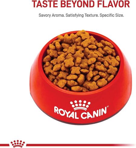 Royal Canin Jack Russell Terrier Adult Dry Dog Food, 10 lb bag in Kuwait