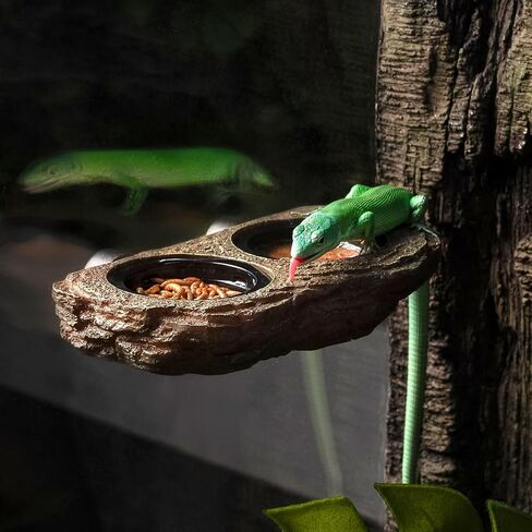 Oiibo Magnetic Reptile Reserger الحافة ، حافة التغذية Crested Gecko مع كؤوس الطعام 6pcs زواحف الطعام ملحقات دبابة صحن المياه لسلاح Dragon Chameleon Snake in Kuwait