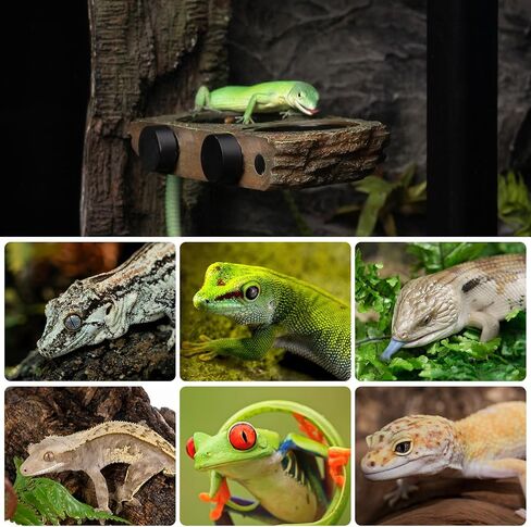 Oiibo Magnetic Reptile Reserger الحافة ، حافة التغذية Crested Gecko مع كؤوس الطعام 6pcs زواحف الطعام ملحقات دبابة صحن المياه لسلاح Dragon Chameleon Snake in Kuwait