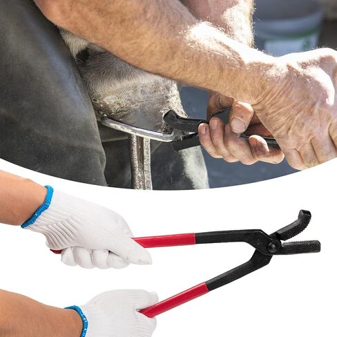 12pcs أدوات Farrier Profession in Saudi Arabia